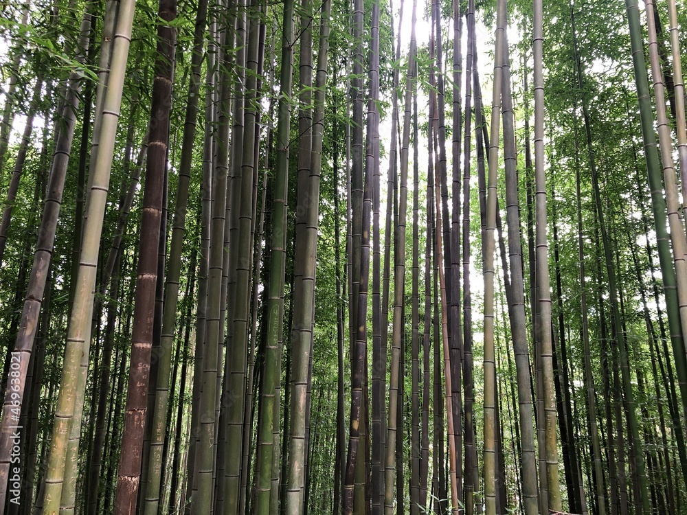 bamboo forest background bamboo forest background