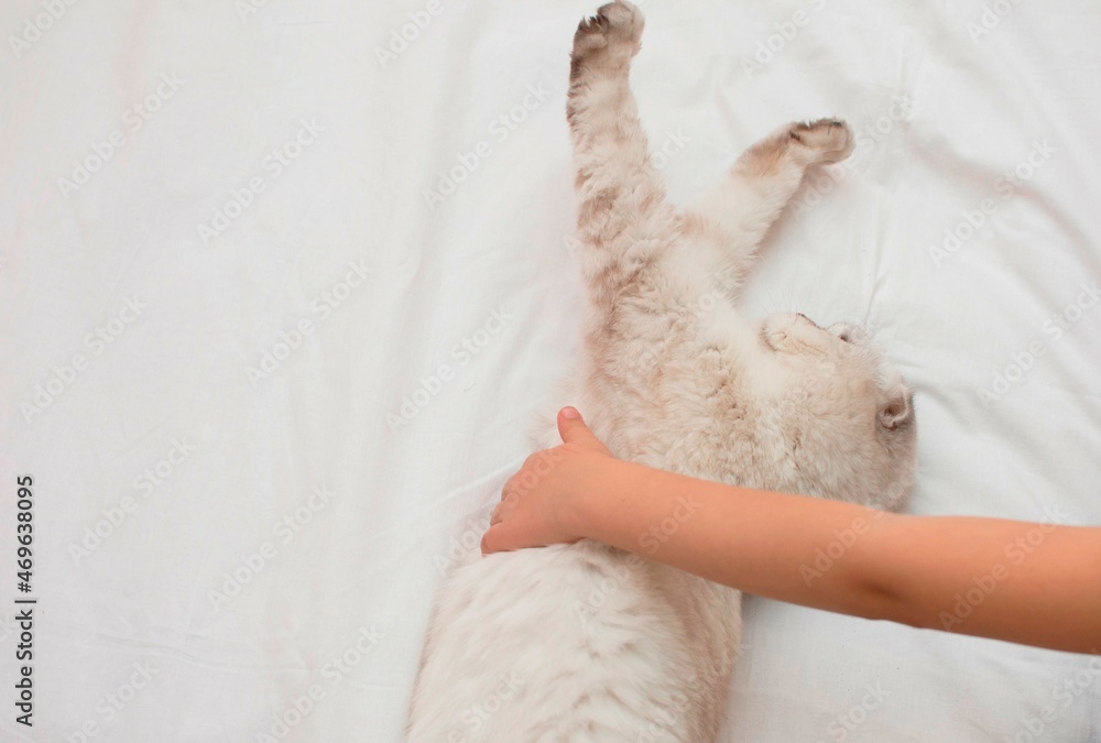 A grey British shorthair cat is lying in bed on the bed, and a woman's hand is stroking the cat. The hostess gently strokes her cat's fur. The relationship between a pet and a person. Selective focus A grey British shorthair cat is lying in bed on the bed, and a woman's hand is stroking the cat. The hostess gently strokes her cat's fur. The relationship between a pet and a person. Selective focus