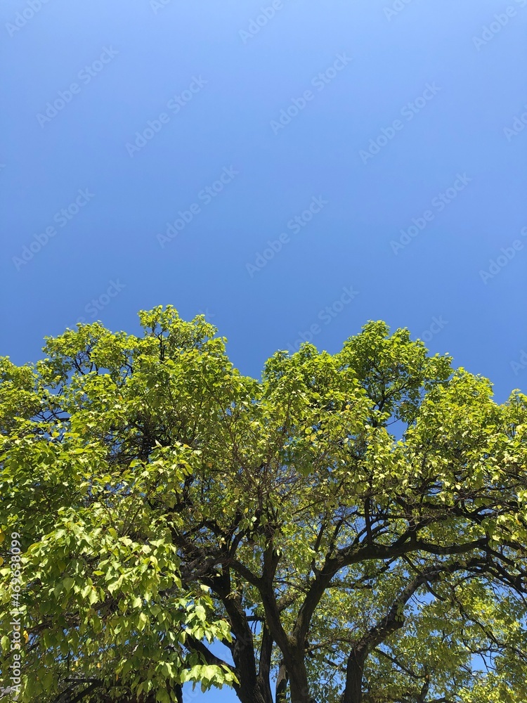 tree in the park