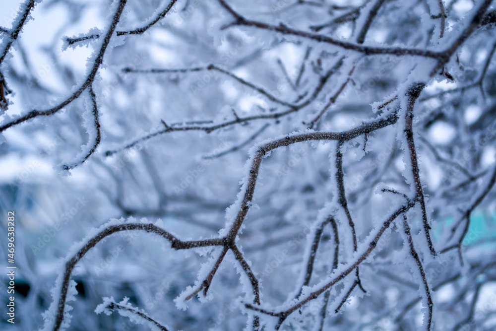 Winter forest landscape. Tall trees under snow cover. January frosty day in park. Winter forest landscape. Tall trees under snow cover. January frosty day in park.