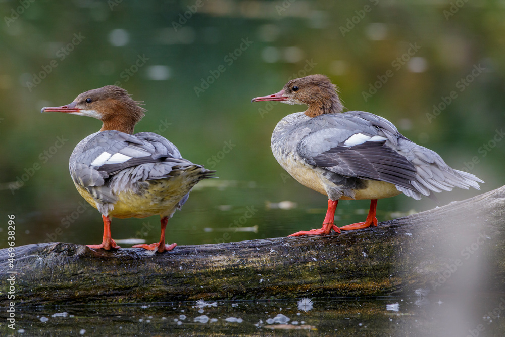 Gänsesäger (Mergus merganser) Weibchen Gänsesäger (Mergus merganser) Weibchen