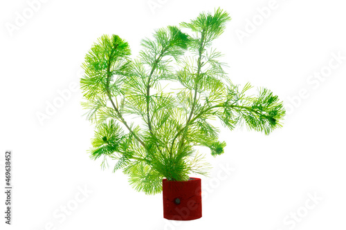 Limnophila sessiliflora  plant isolated on white background, acuatic plant, aquascape plant 