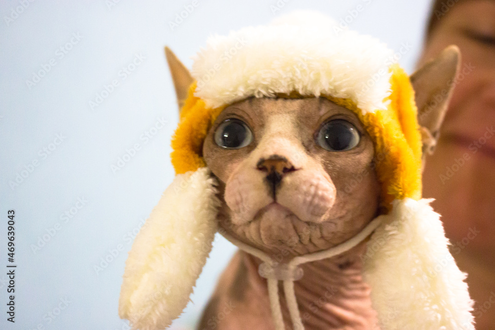 Bald cat in warm hat with earflap. Canadian Sphynx portrait in yellow hat. Clothing for pet. Cap with folded shoulder straps. Funny cute fashionable naked sphinx kitty. Feline theme with copy space. Bald cat in warm hat with earflap. Canadian Sphynx portrait in yellow hat. Clothing for pet. Cap with folded shoulder straps. Funny cute fashionable naked sphinx kitty. Feline theme with copy space.