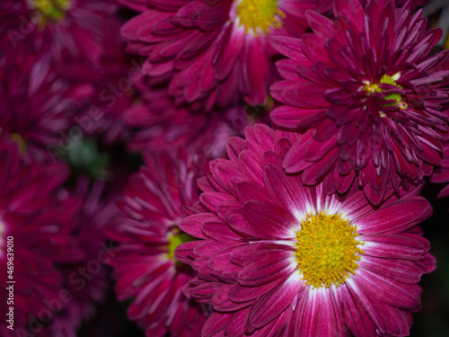 Flower card made of bright red chrysanthemum flowers. Burgundy autumn chrysanthemum flowers for a floral background. Close-up of colorful flower buds