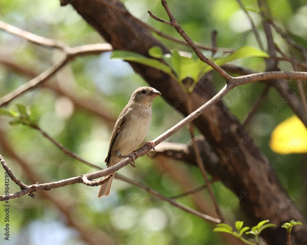 House sparrow bird on a branch. The house sparrow is a bird of the sparrow family Passeridae, found in most parts of the world. Passer domesticus.