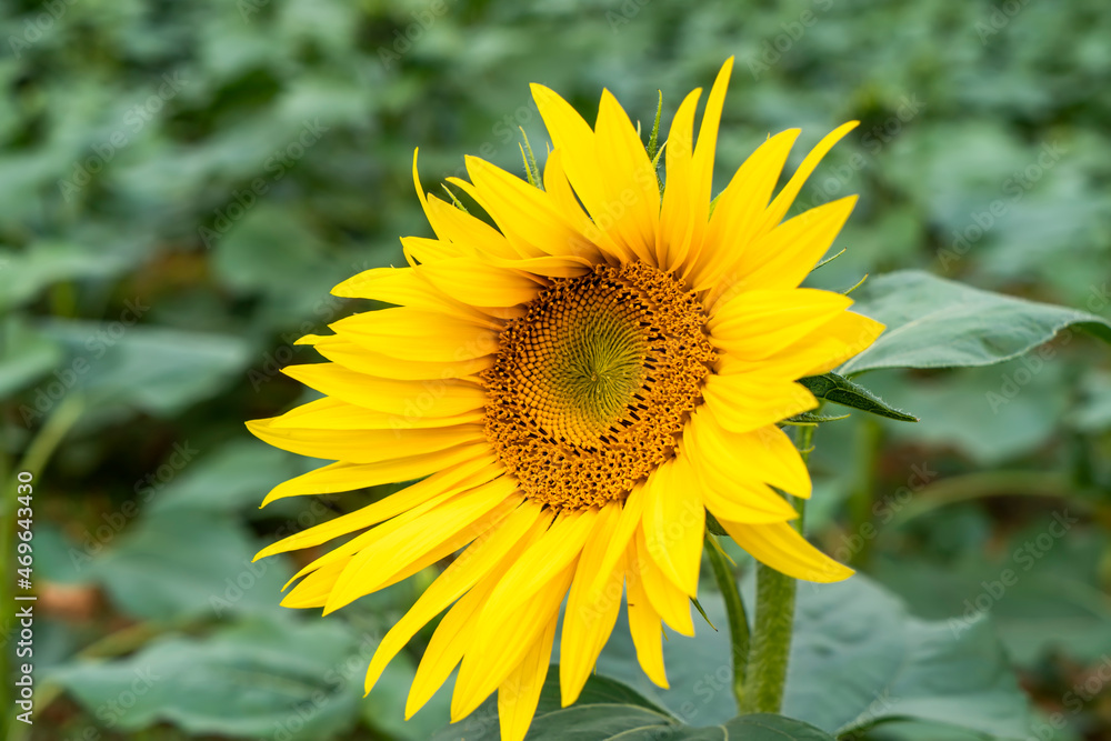 Sunflower natural background. Sunflower blooming. Close-up of sunflower. Sunflower natural background. Sunflower blooming. Close-up of sunflower.