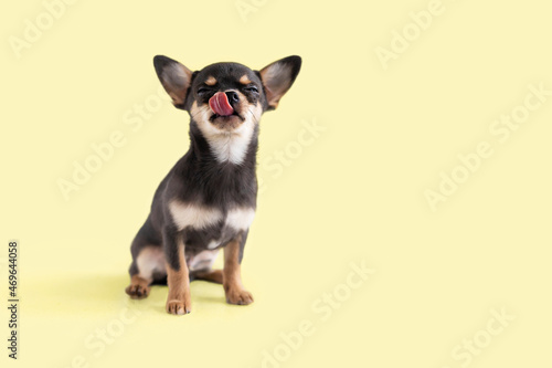 Fotografija small dog, Chihuahua puppy licks its lips of delicious food with closed eyes