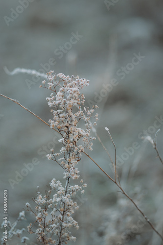frost on the dried grass. first winter frosts. loneliness and cold concept © Анна Молько