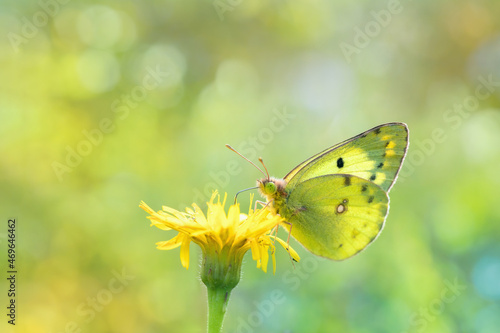 Pale clouded yellow butterfly (Colias hyale) on a yellow flower. Light yellow bokeh in background. Copyspace. © Amalia Gruber