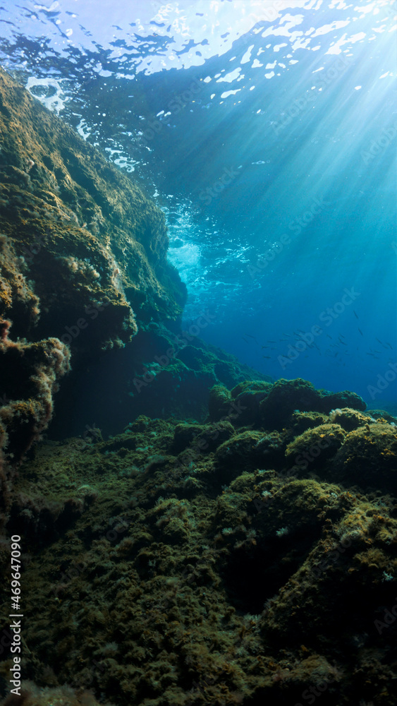 Fototapeta premium Dreamful underwater landscape