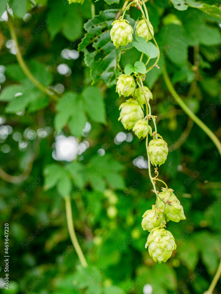 Green leaves of hops branch. Hop cones among the leaves on stems Green leaves of hops branch. Hop cones among the leaves on stems