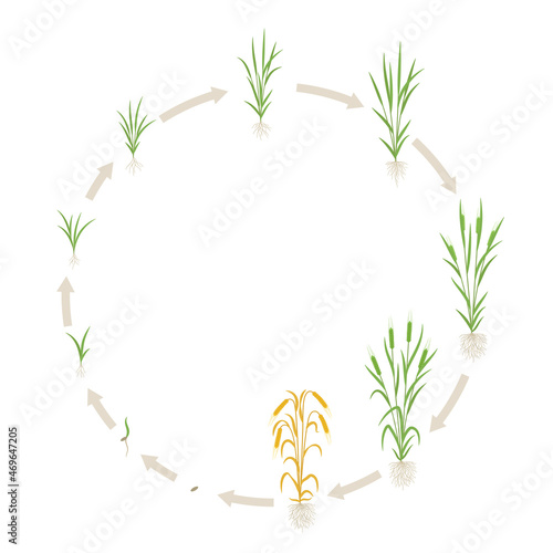 Barley growth stages. Multiple stems. Hordeum vulgare. Round cycle. Harvest progression. Vector infographics illustration.