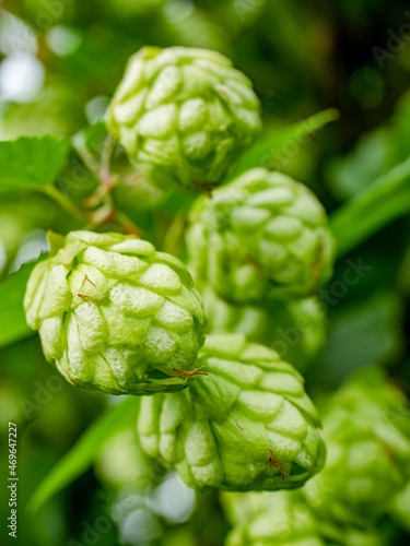 Hop plant with hop cones against the blue sky. Growing humulus