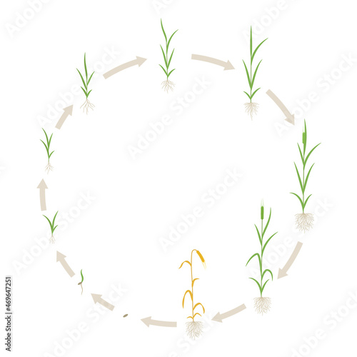 Barley growth stages. With one stem. Hordeum vulgare. Harvest progression. Plant period development. Vector infographics illustration.