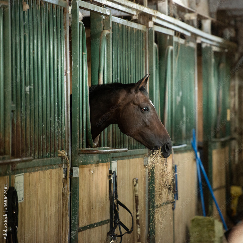 Fototapeta premium Horse