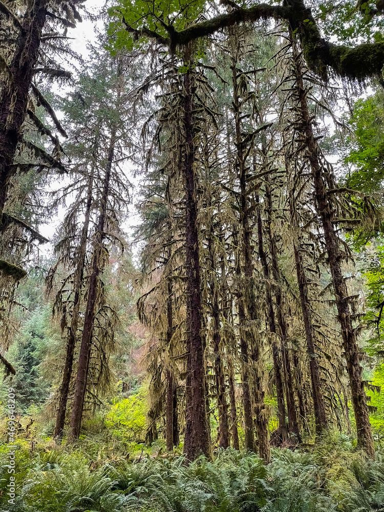 Fototapeta premium Hoh Rainforest
