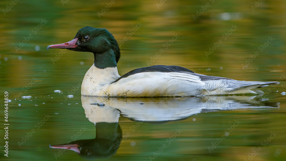 Fototapeta premium Gänsesäger (Mergus merganser) Männchen
