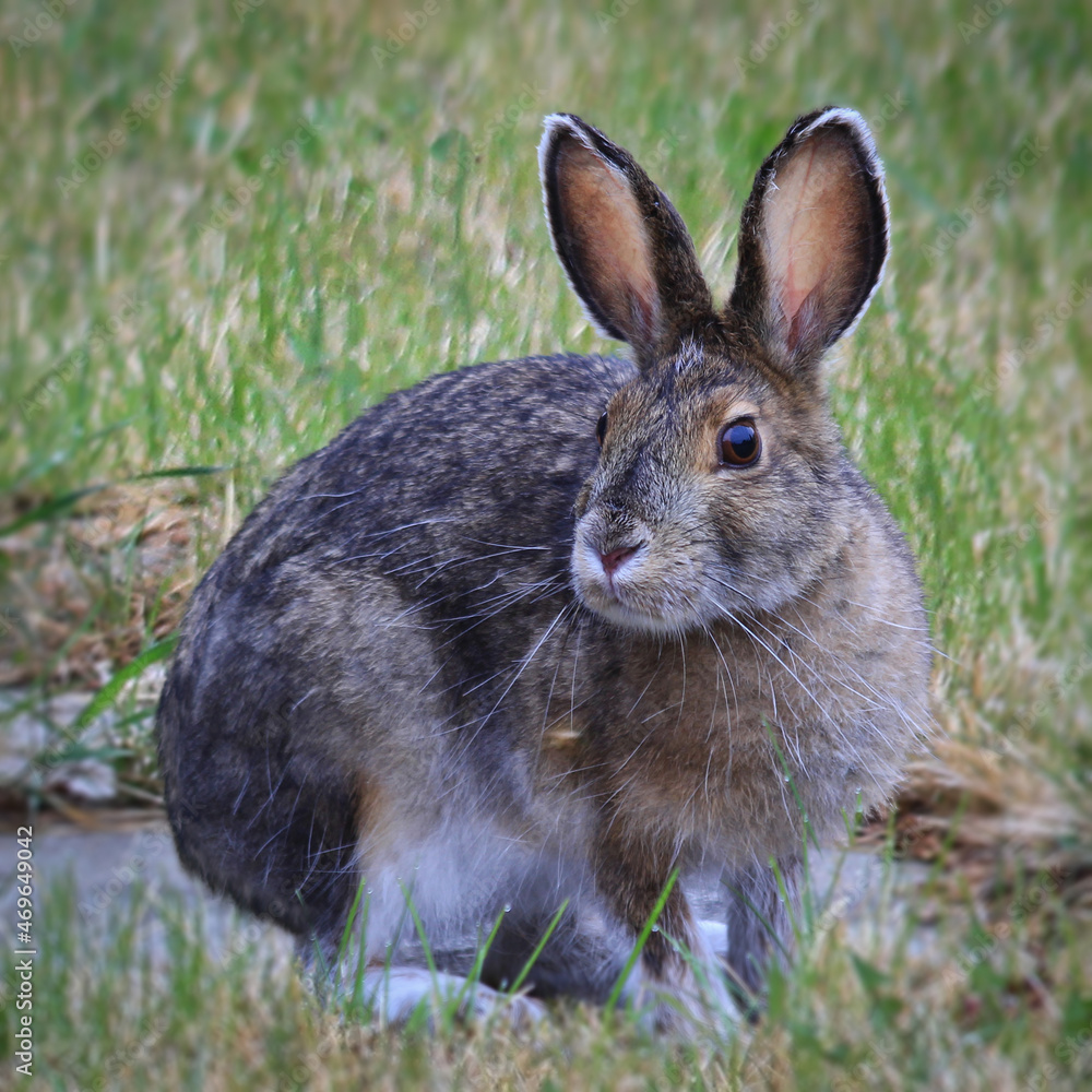 Fototapeta premium Snowshoe hare in the grass