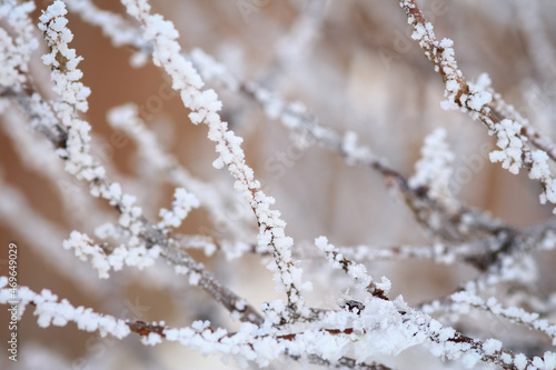 Frost on branches of an almond tree © Alaskajade