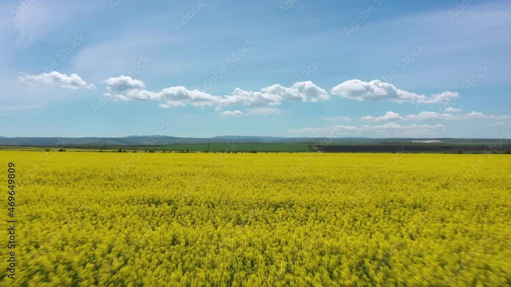 Blooming rapeseed field. Yellow field countryside aerial view with flowering rape or colza or canola. Blooming rapeseed field. Yellow field countryside aerial view with flowering rape or colza or canola.