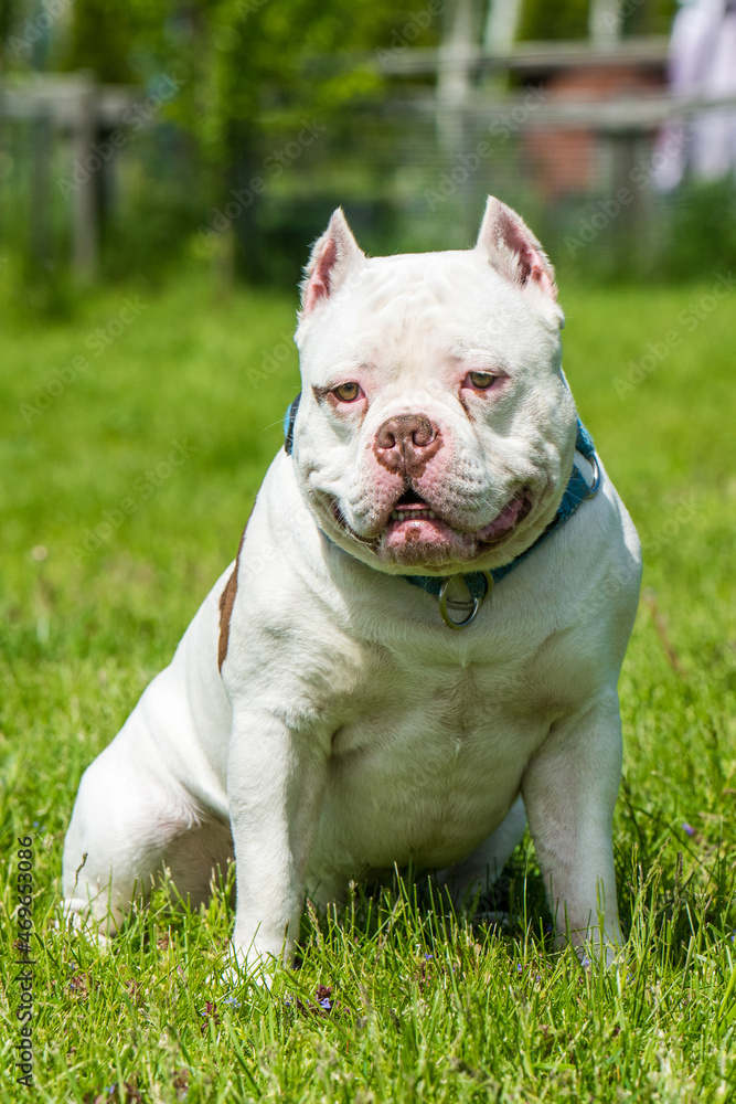 American Bully dog male portrait outside American Bully dog male portrait outside