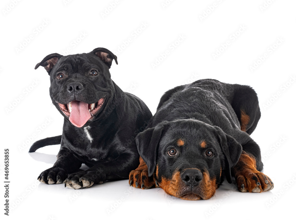Naklejka premium staffordshire bull terrier and rottweiler