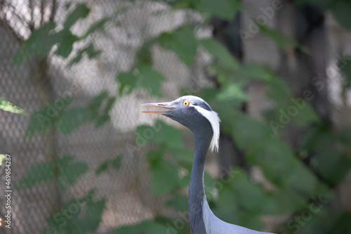 アネハズル