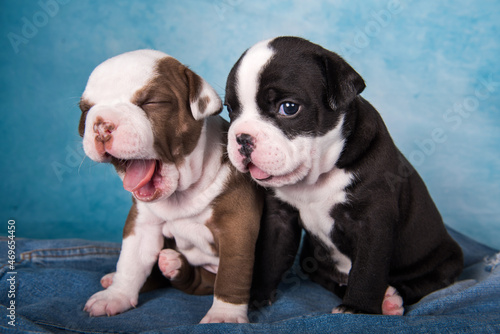 Fototapeta Naklejka Na Ścianę i Meble -  Two funny American Bullies puppies on blue background