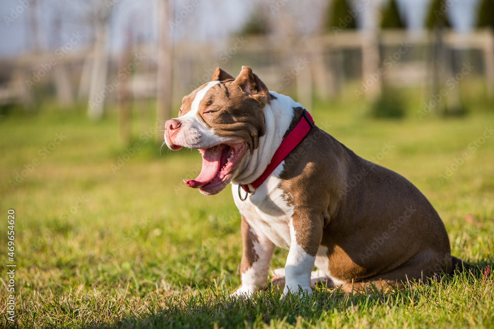 Chocolate color American Bully dog yawns green grass