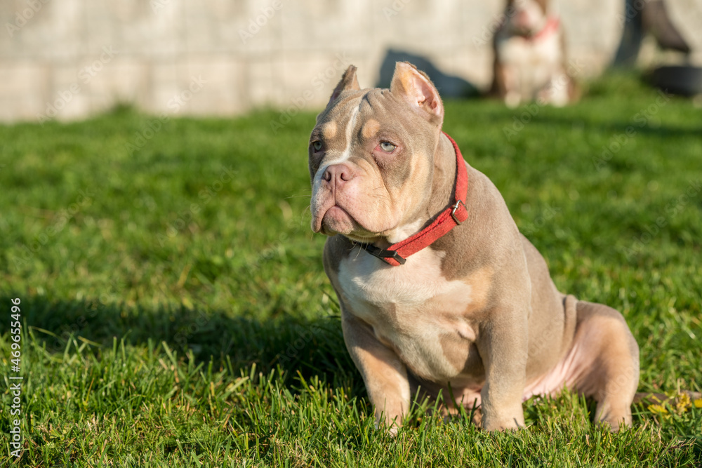 A pocket male American Bully puppy dog sitting on grass