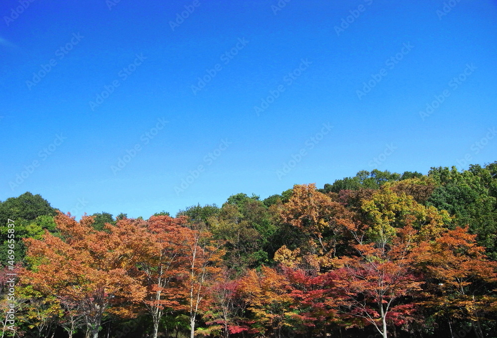 落葉樹と常緑樹のある秋の林風景