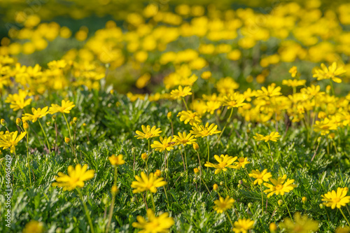 Blooming field of yellow flowers of Crown daisy (Glebionis coronaria)