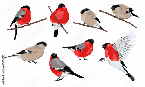 Set of birds bullfinches Pyrrhula pyrrhula with different poses. Red males and brown females of bullfinches. Wild birds of Europe and Asia. Realistic vector bird