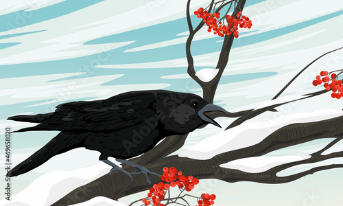 A black crow sits on a snow-covered branch of mountain ash with large red berries. Wild crow Corvus corax. Realistic vector winter landscape with birds of the city