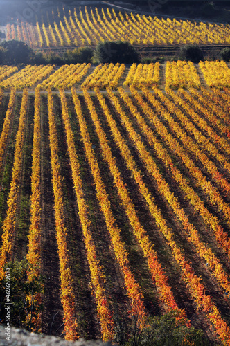 Vignoble d automne Sud France 3