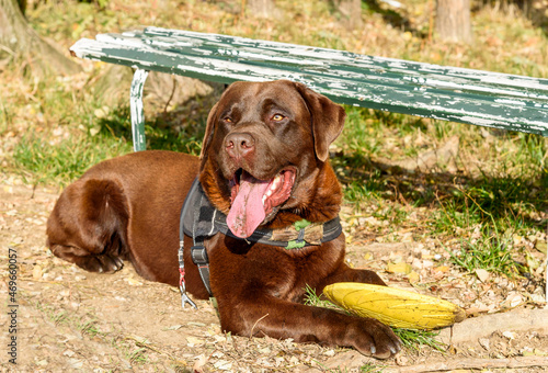 Chocolate Labrador Retriever dog lying down with yellow frisbee on the lawn.