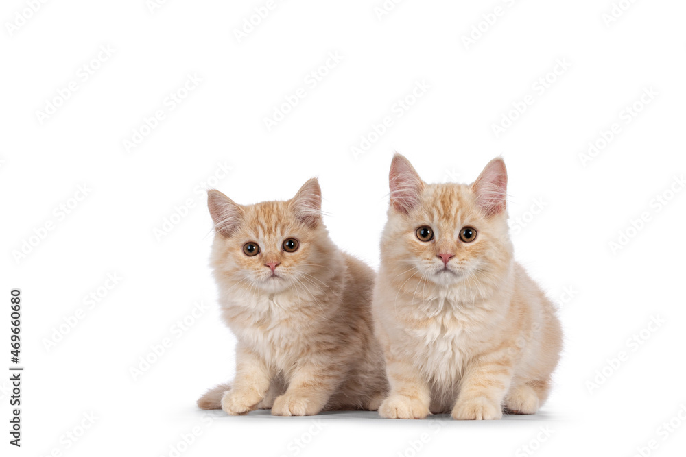 Two creme Cymric tailed cat kittenm sitting together. Looking towards camera. isolated on a white background.