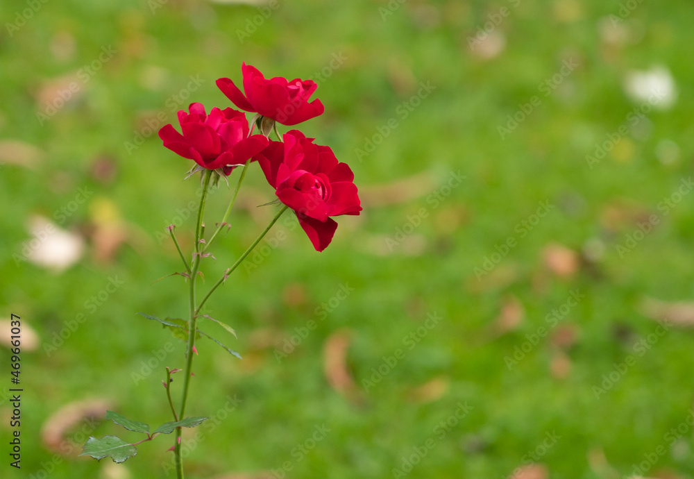 Beautiful red rose flower with green background and copy space Beautiful red rose flower with green background and copy space