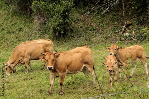 vaca asturiana