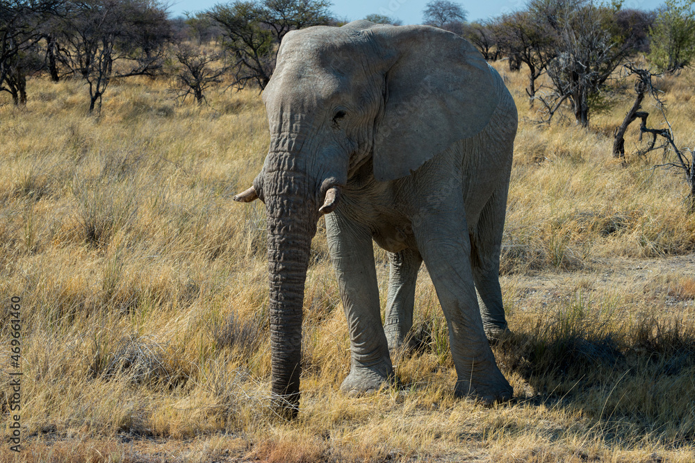 Beautiful african elephant in Etosha National Park. Nambia