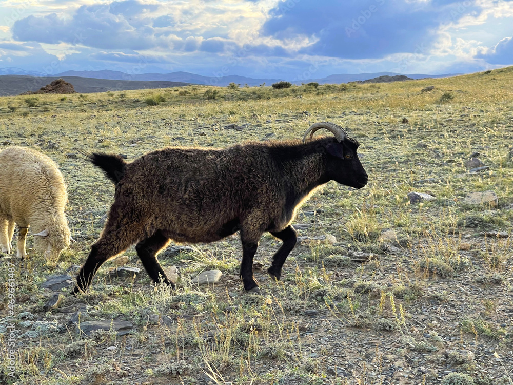 Mountain goat and sheep grazing on a lawn in the mountains in autumn day Mountain goat and sheep grazing on a lawn in the mountains in autumn day