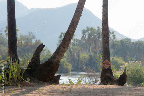 African landscape, north of Namibia. Palm trees along the river, warning of crocodiles, swimming not allowed. No people