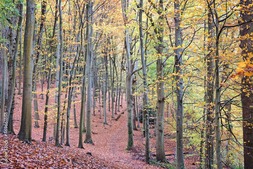 Autumn colour in beech woodland  Chantry Woods  Guildford  Surrey  UK
