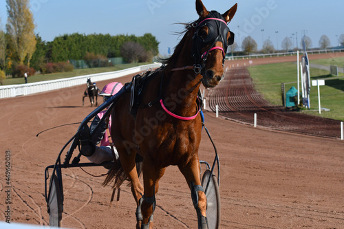Foto course de chevaux en trot attelé
