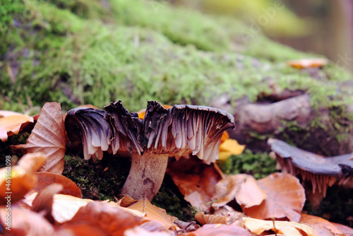 Large gilled hydnangiaceae mushroom in beech woodland, Chantry Woods, Guildford, Surrey, UK photo