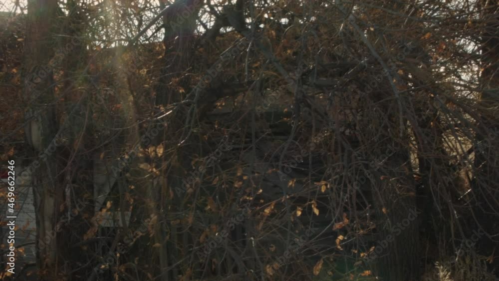 A spooky overgrown grove of trees with abandoned buildings nestled inside. A spooky overgrown grove of trees with abandoned buildings nestled inside.