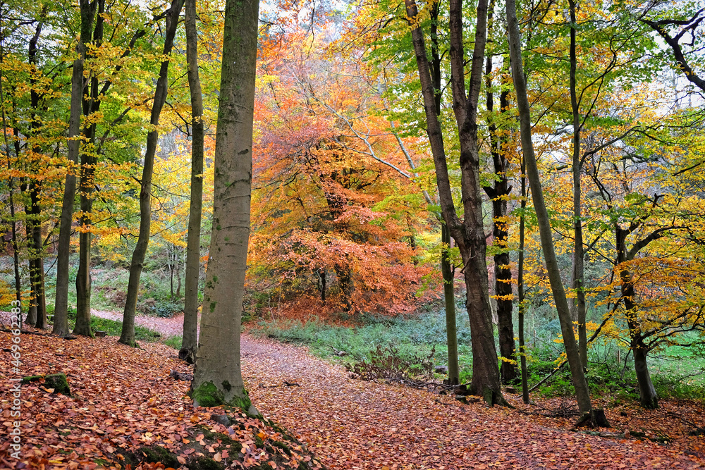 Autumn colour in beech woodland, Chantry Woods, Guildford, Surrey, UK