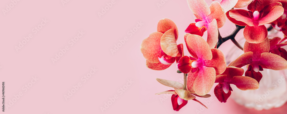Fototapeta premium Orange Phalaenopsis Orchid Plant