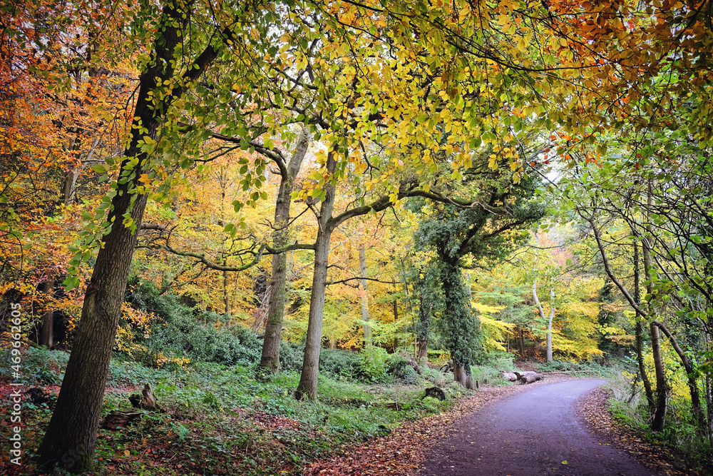 Autumn colour along a country lane, Chantry Woods, Guildford, Surrey, UK