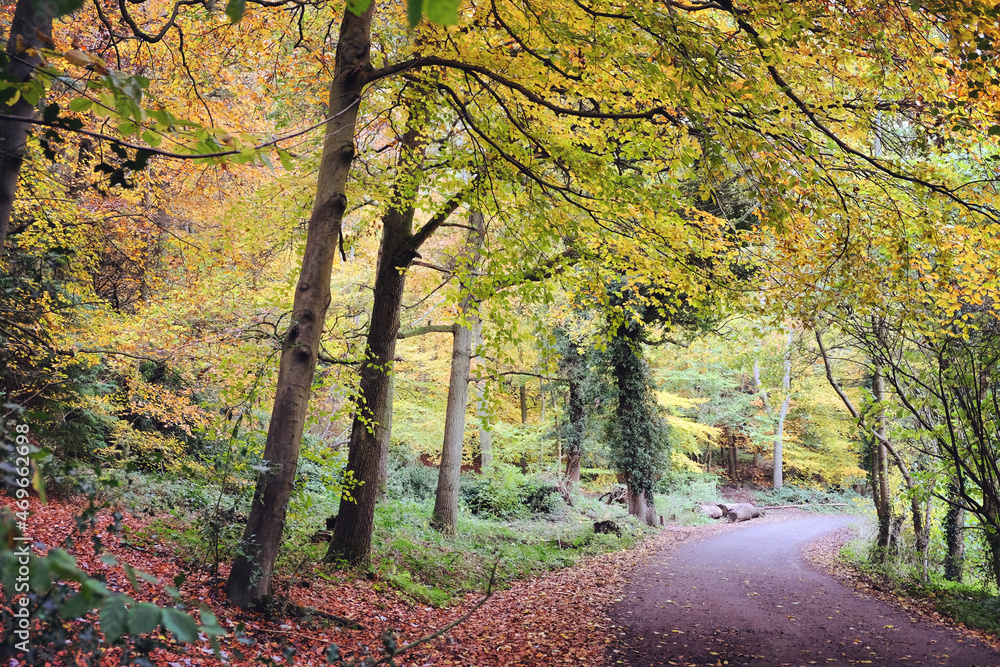 Autumn colour along a country lane, Chantry Woods, Guildford, Surrey, UK Autumn colour along a country lane, Chantry Woods, Guildford, Surrey, UK